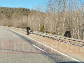 В Амурской области водители предупреждают о лошадях на трассе
