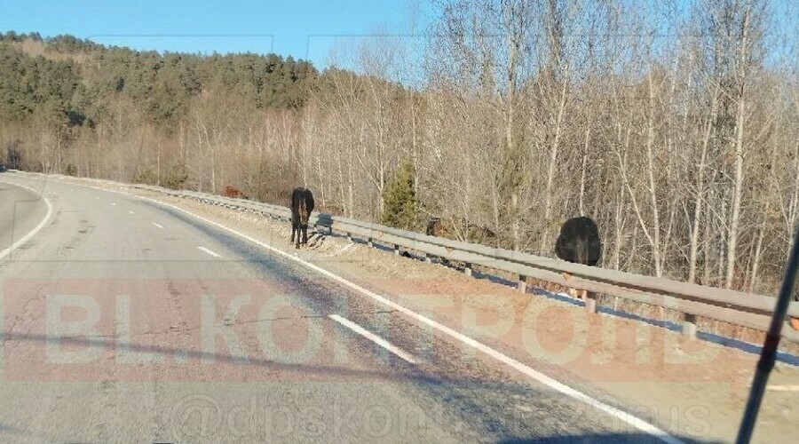 В Амурской области водители предупреждают о лошадях на трассе