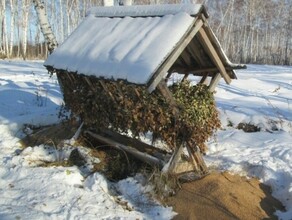 В лесах Амурской области разложили соленые веники