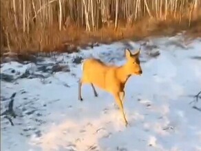 В Зее спасли метавшуюся по городу косулю а она накричала на своих спасителей видео