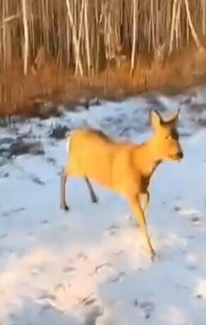 В Зее спасли метавшуюся по городу косулю а она накричала на своих спасителей видео