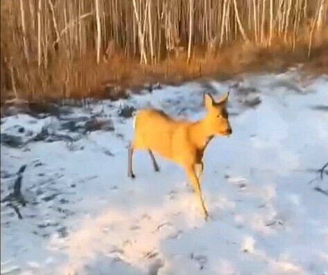 В Зее спасли метавшуюся по городу косулю а она накричала на своих спасителей видео