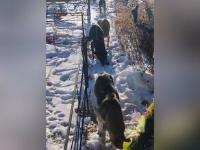 Вывозят на голодную смерть амурчане на кладбище нашли множество бродячих собак видео