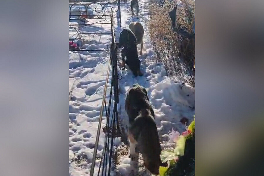 Вывозят на голодную смерть амурчане на кладбище нашли множество бродячих собак видео 