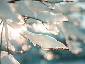 Первый день календарной зимы в Приамурье будет солнечным и не по зимнему теплым 