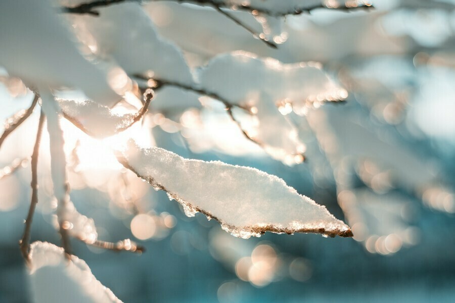 Первый день календарной зимы в Приамурье будет солнечным и не по зимнему теплым 