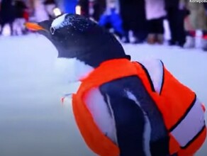 В сети завирусилось видео с пингвином возле Софийского собора в Харбине