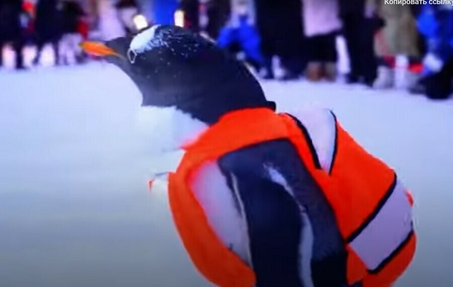 В сети завирусилось видео с пингвином возле Софийского собора в Харбине