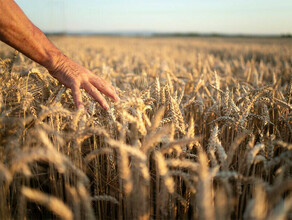 Амурские аграрии добились рекордной урожайности зерновых  впервые в истории области