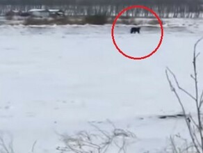 Крупный бурый медведь вышел к жителям деревни и попал на видео
