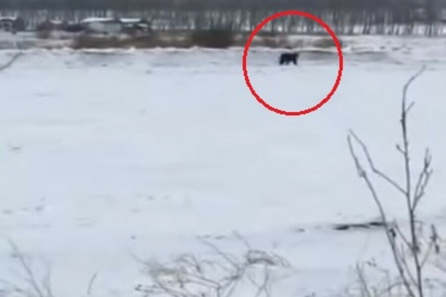 Крупный бурый медведь вышел к жителям деревни и попал на видео