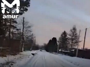 Возле села гуляет амурский тигр школьников перевели на дистанционку видео 