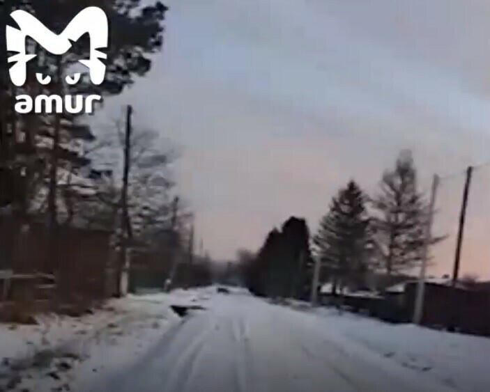 Возле села гуляет амурский тигр школьников перевели на дистанционку видео 