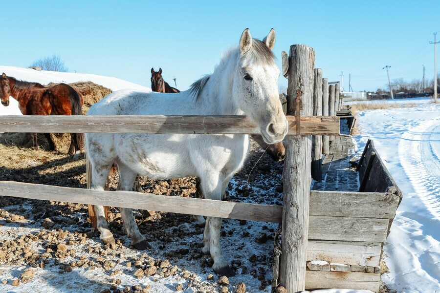 В Амурской области началась вакцинация лошадей от бешенства и сибирской язвы