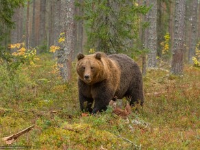 Каких животных в заказниках Приамурья стало больше а каких меньше определили охотоведы