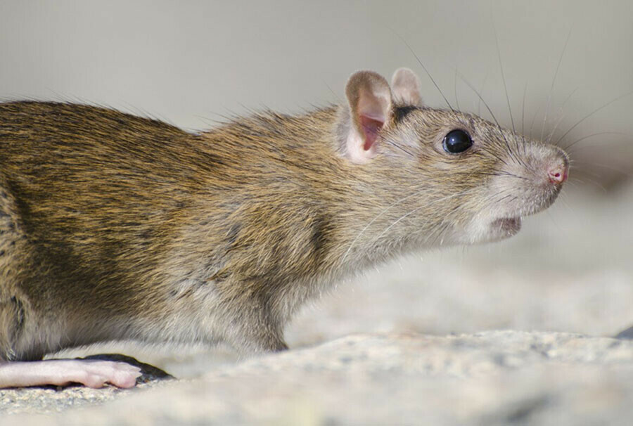 В исправительной колонии Приамурья годовалого ребенка за лицо укусила крыса