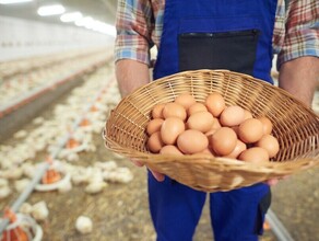 Вицепремьер России поручила увеличить производство кур и яиц