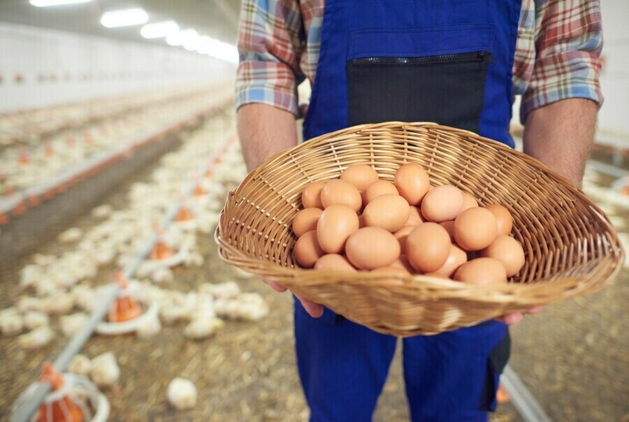 Вицепремьер России поручила увеличить производство кур и яиц