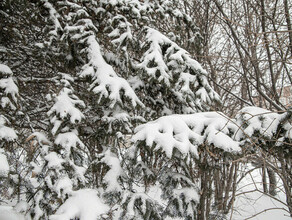 Сильный снег в середине недели пройдет в Амурской области