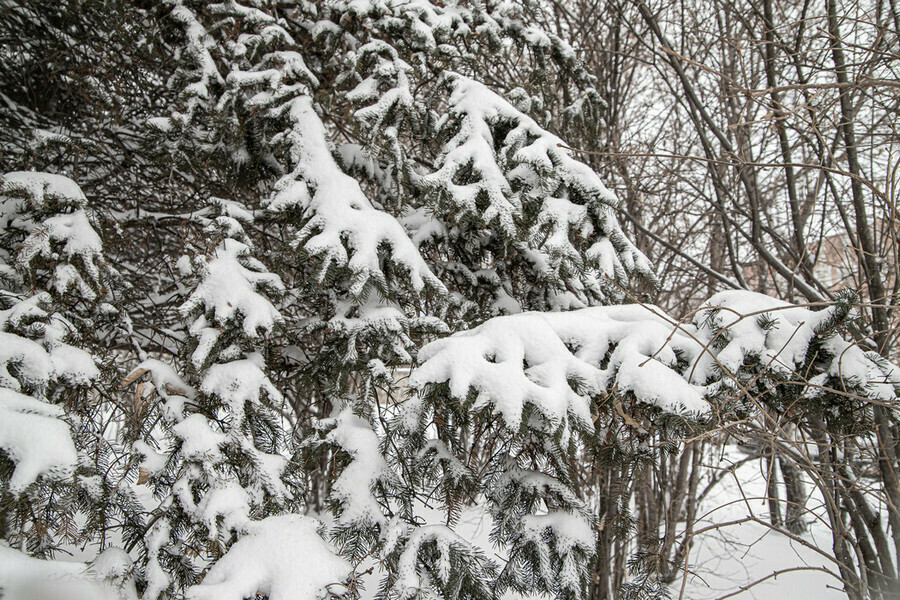 Сильный снег в середине недели пройдет в Амурской области