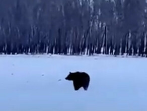 Вышедший к жителям деревни бурый медведь задрал двух свиней видео