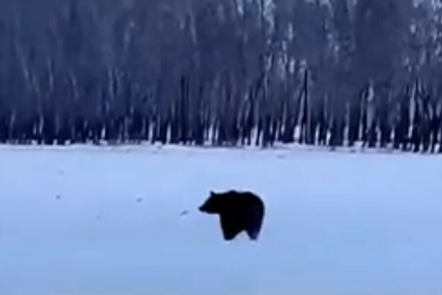 Вышедший к жителям деревни бурый медведь задрал двух свиней видео