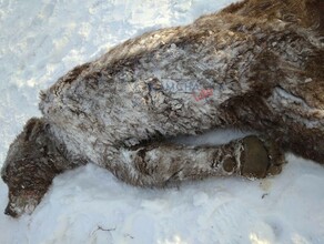 Собаки спасли сторожа попавшего в лапы медведя