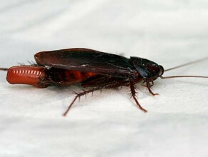 В граничащей с Россией стране обнаружили новый вид крупных тараканов