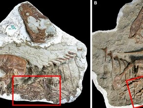 Ученые нашли останки тираннозавра он съел двух других маленьких динозавров