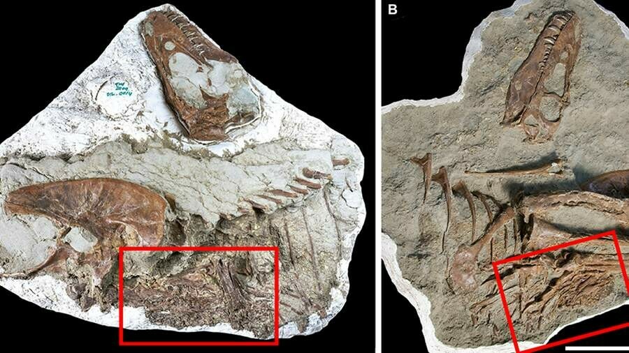 Ученые нашли останки тираннозавра он съел двух других маленьких динозавров