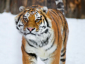 В Амурской области тигр держит в напряжении жителей трёх сёл