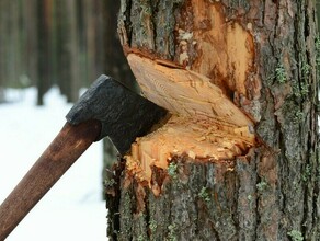 Амурчанин спилил на дрова несколько деревьев и получил уголовное дело и штраф в 200 тысяч