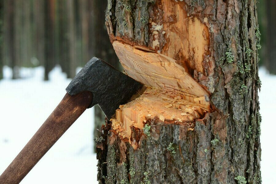 Амурчанин спилил на дрова несколько деревьев и получил уголовное дело и штраф в 200 тысяч