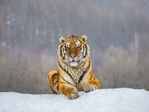 В охотуправлении предположили почему тигр напал на собак в амурском селе О чем рассказали следы хищника