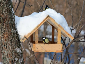 Их обрекают на гибель глубокий снег и сильные морозы жителей Благовещенска призывают покормить птиц