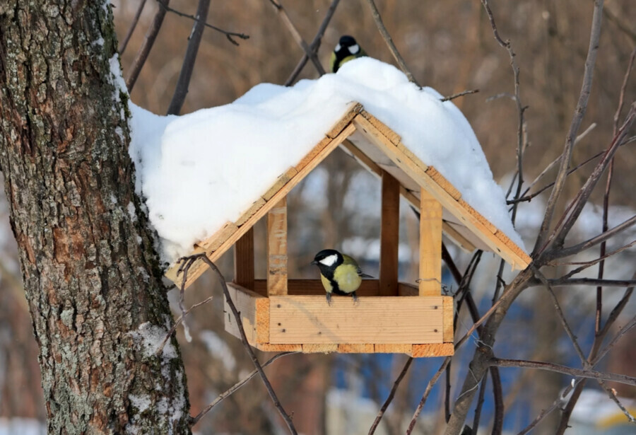 Их обрекают на гибель глубокий снег и сильные морозы жителей Благовещенска призывают покормить птиц
