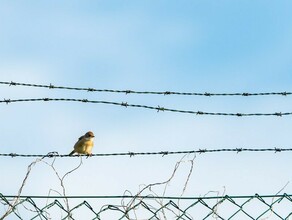 Неопределенные предметы пытались пронести через границу на Дальнем Востоке граждане Китая  