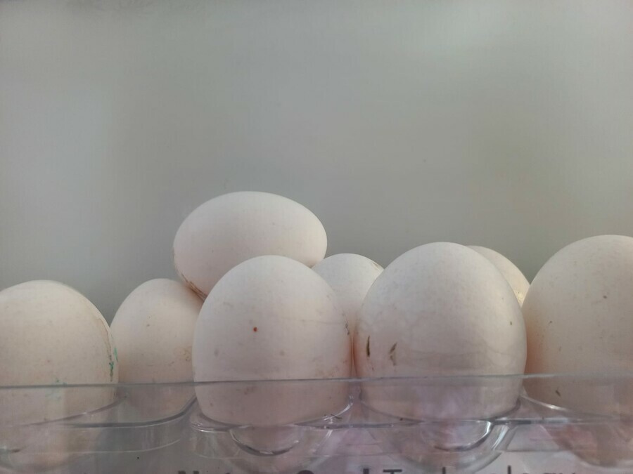 Пошлины обнулены россиян накормят импортными яйцами