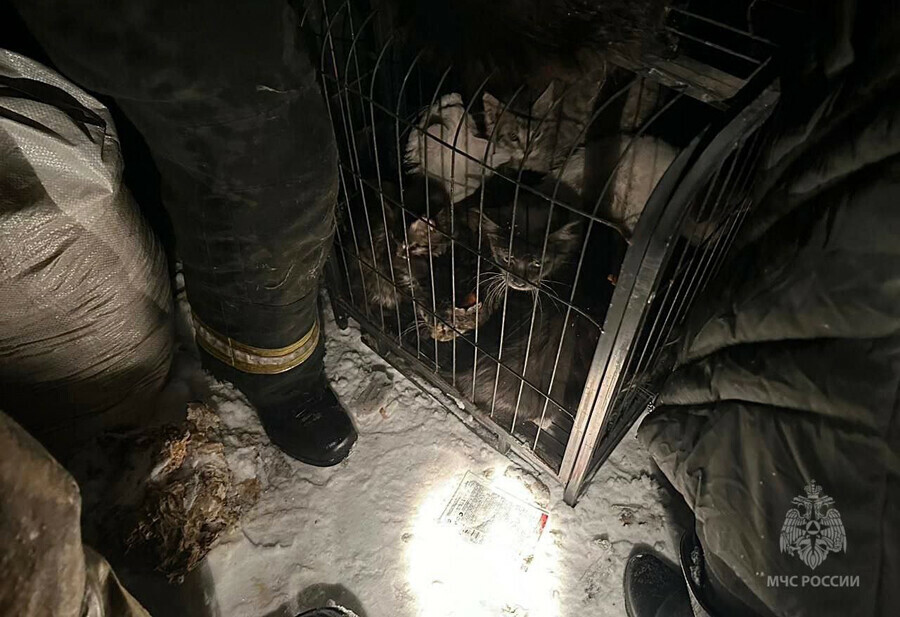 Около 30 кошек спасли амурские пожарные из горящего дома в Чигирях фото видео