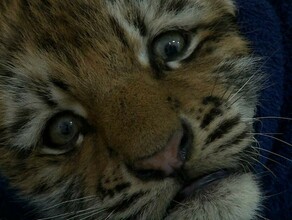 Найденный на трассе в Хабаровском крае переломанный тигренок идет на поправку фото 