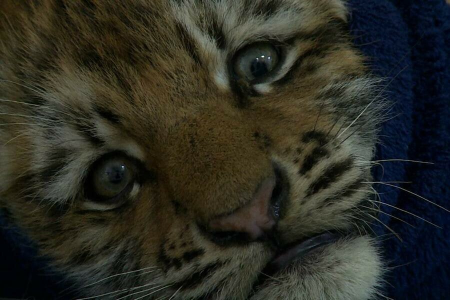 Найденный на трассе в Хабаровском крае переломанный тигренок идет на поправку фото 