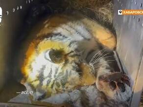 Поймали двух тигров державших в страхе жителей Хабаровского края и Приморья Стала известна причина их агрессии