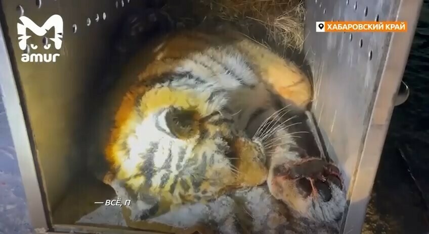 Поймали двух тигров державших в страхе жителей Хабаровского края и Приморья Стала известна причина их агрессии