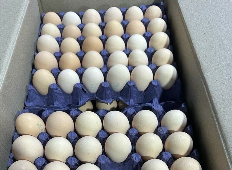 Первая партия куриных яиц поступила в Россию из Азербайджана