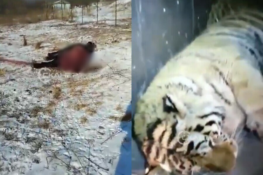 В Амурской области распространяют страшные кадры с последствиями перекуса тигра видео 