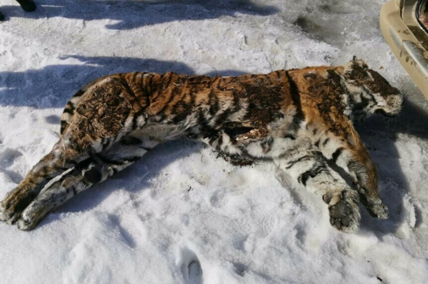 В Хабаровском крае ФСБ разыграла настоящий детектив с охотниками на тигров