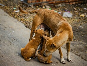 В амурском городе запретили выпускать бездомных собак возле объектов железной дороги