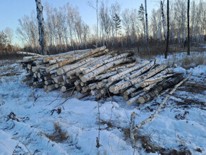 Группу черных лесорубов взяли на месте преступления в Амурской области