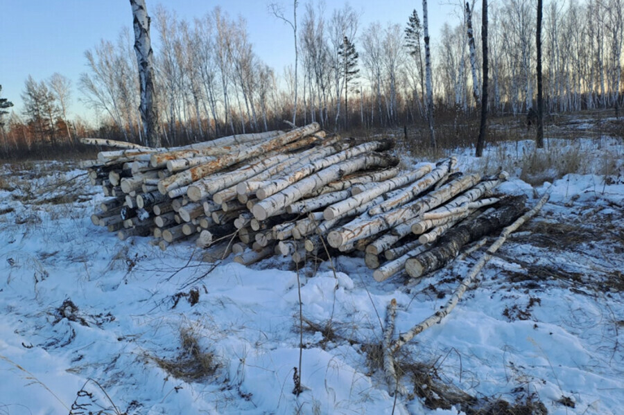 Группу черных лесорубов взяли на месте преступления в Амурской области