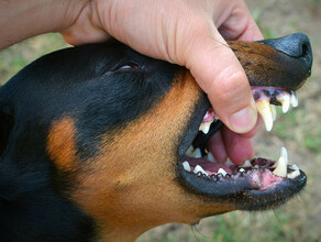 Гуманную эвтаназию для агрессивных собак вводят в одном из регионов Дальнего Востока  